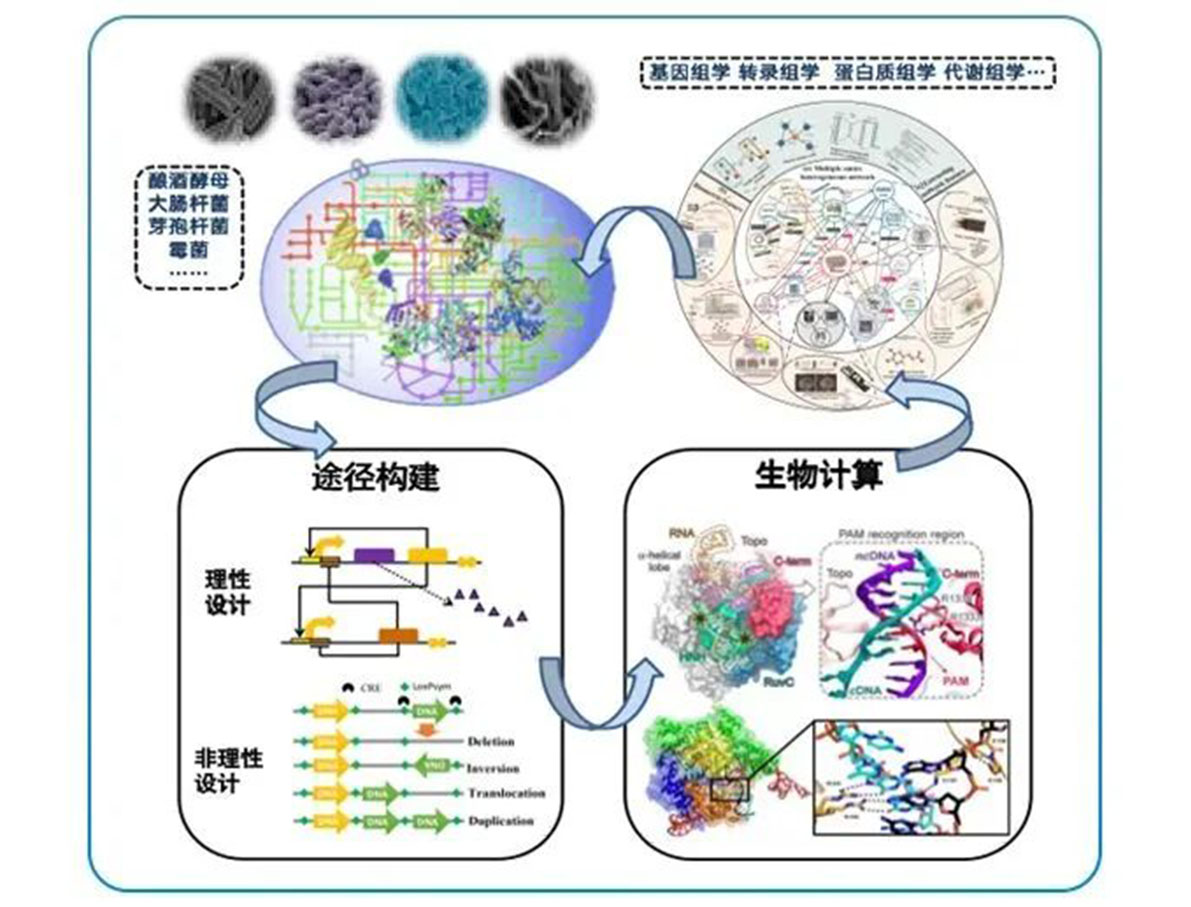 专访 | williamhill官网
：立足合成生物学底层技术 扬帆生物经济“蓝海”